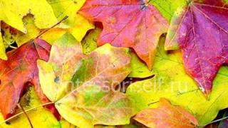 Master classy - мастер классы для вас Осенний топиарий из листьев